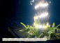 Preview: Monochromatic Stripled 8mm 60 LED/m Preview: Monochromatic Stripled 8mm 60 LED/m